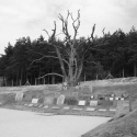 Gross Rosen - vzpomínkový strom