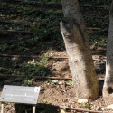 strom Oskara a Emilie Schindlerových v Zahradě spravedlivých
