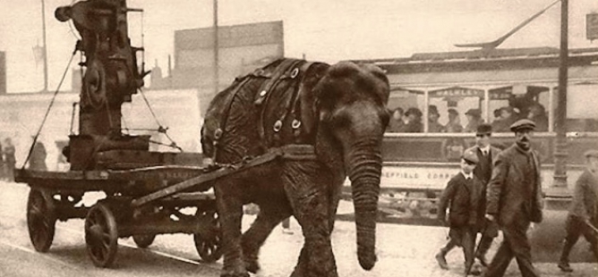  Sloni za světové války pomáhali tvrdou prací válečnému hospodářství